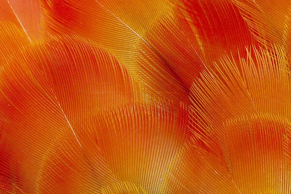 Orange and Red Breast Feathers of the Camelot Macaw