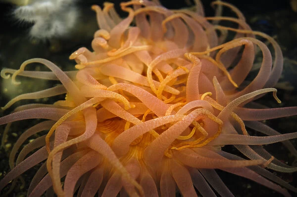 An orange sea anemone waving tentacles in the water