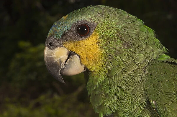 Orange-winged Parrot (Amazona amazonica) Rain Forest Iwokrama Reserve