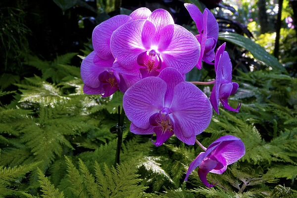 Orchid in Hawaii Botanical Garden, Big Island, Hawaii