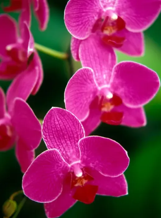 Framed Print : Caribbean Orchids Print Framed Print : Caribbean Orchids Print