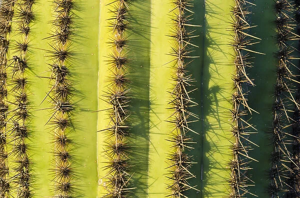 Organ Pipe cactus detail, Organ Pipe Cactus National Monument, Arizona USA