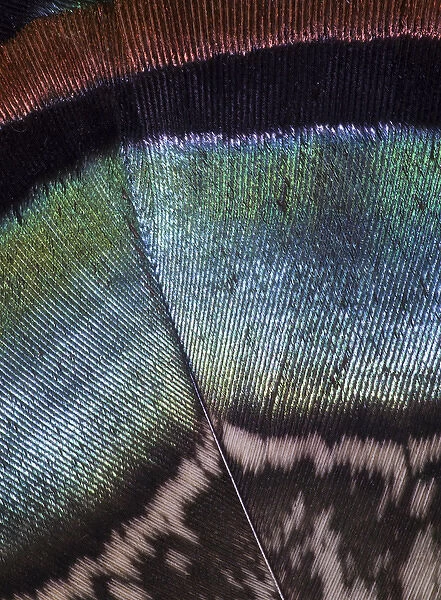 Oscellated Turkey Feather