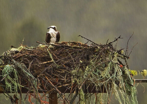 Osprey at nest site during rain near Rollins, Montana, USA