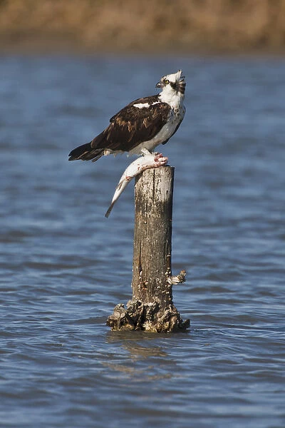 Osprey (Pandion haliaetus) perched with fish, Texas