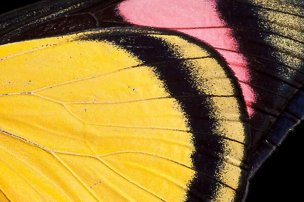 Painted Beauty Butterfly (Batesia hypochlora), Yasuni National Park, Amazon Rainforest, ECUADOR