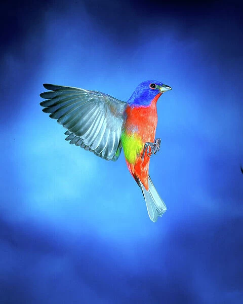 Painted Bunting ( male stopping ), Imokalee, Florida, bpfriel a 2003
