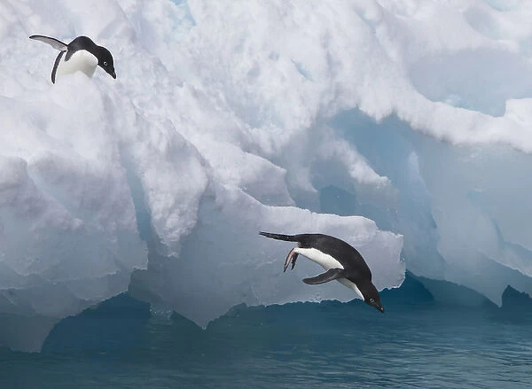 A pair of adelie penguins leap off the edge of the iceberg they were resting