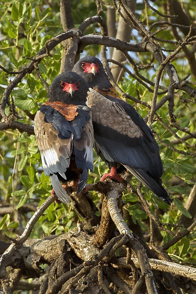 Pair of Bateleur Eagles, Samburu National Game Reserve, Kenya, Africa