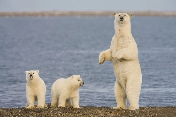 A pair of young polar bear cubs look around the beach on the Beaufort Sea while their