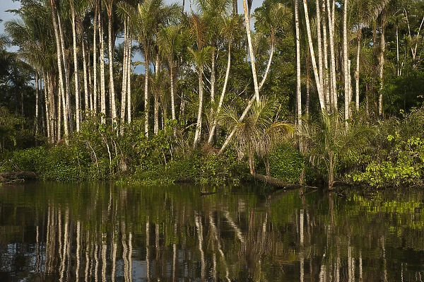 Palm trees (Bactris sp. ) in flooded Igapo forest. Cocaya River. Eastern Amazon Rain Forest