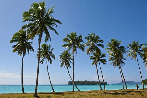 Palm trees in Port Orly, Island of Espiritu Santo, Vanuatu, South Pacific