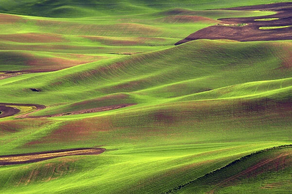 Palouse from Steptoe Butte of Cultivation Patterns, Whitman County, Washington, USA