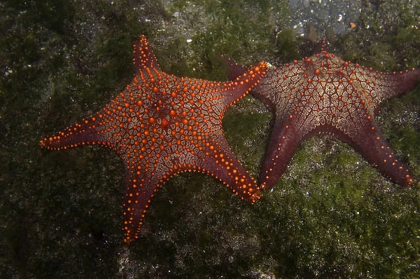 Panamic Cushion Star (Pentaceraster cummingi) Central Isles GALAPAGOS ISLANDS