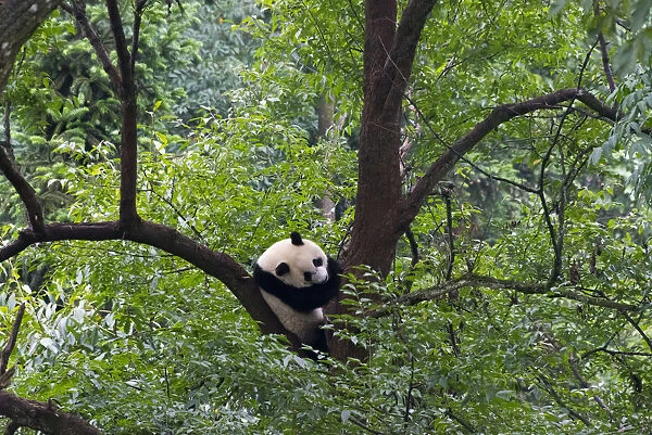 Panda on tree, Panda Reserve, Ya an, Sichuan, China