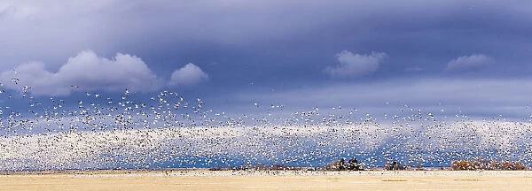 Panoramic of snow geese blasting off in barlkey field near Fairfield, Montana, USA