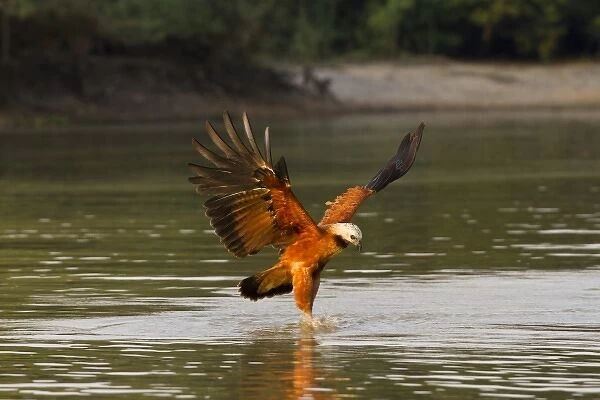 Pantanal, Brazil, Black-collared Hawk, Busarellus nigricollis, diving for prey in river