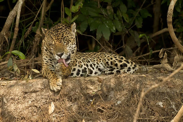Pantanal, Brazil, South America, Jaguar, Panthera onca, grooming