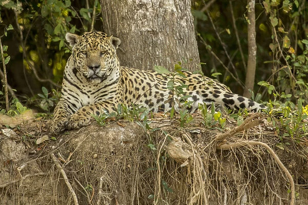 Pantanal, Mato Grosso, Brazil, South America. Jaguar resting on the riverbank mid-day