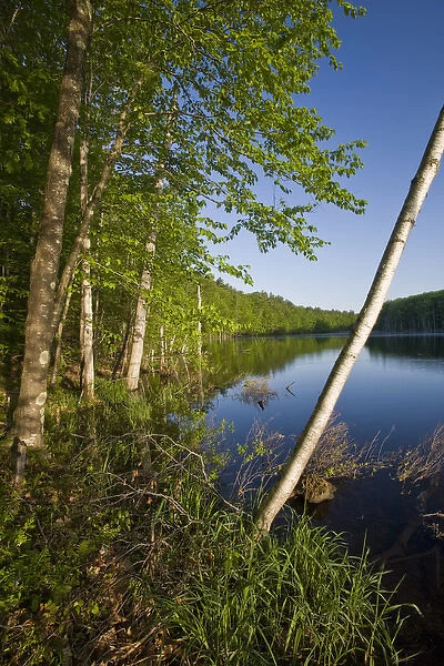 A paper birch tree leans over Boulter Pond at Highland Farm in York, Maine