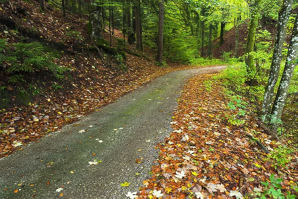 Park road through mixed forest, Plitvice Lakes National Park, Croatia