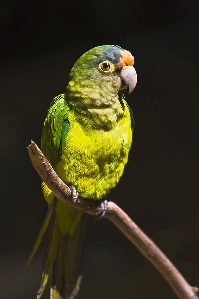 Parrot, Honduras