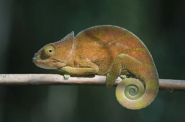 Parsons Chameleon, (Calumma parsoni), Female; Perinet Reserve, Madagascar