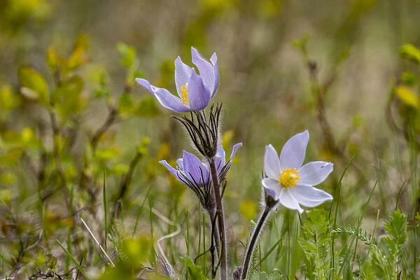 Pasqueflowers aka crocus in spring in Montana