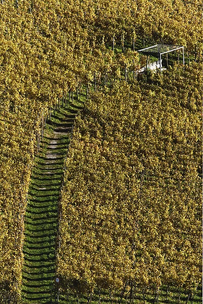 Pathway through vineyard, Interlaken, Switzerland
