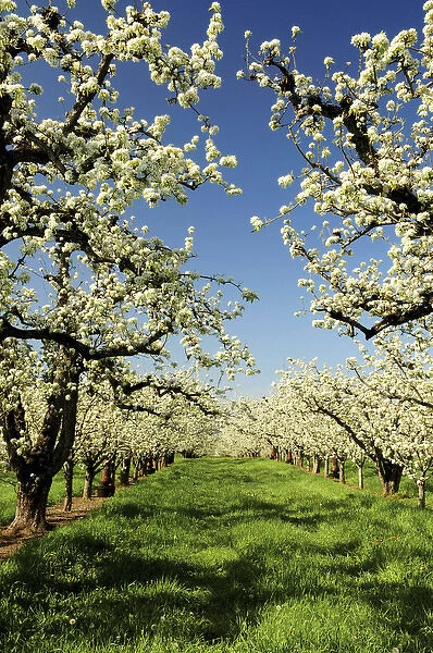 Peach Blossoms; Hood River; Oregon; USA