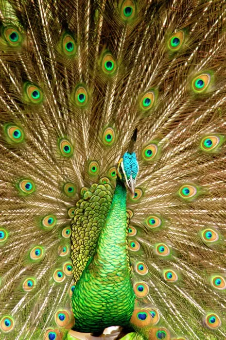 Framed Print : Peacock Displaying Feathers Print Framed Print : Peacock Displaying Feathers Print