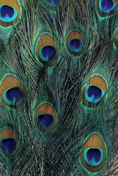Framed Print : Peacock Feather Print Framed Print : Peacock Feather Print