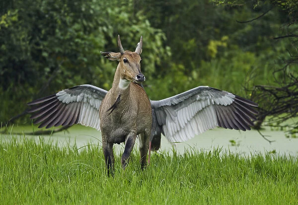 Pegasus, the flying horse, actually an Indian Saras Crane chasing away the Bluebull