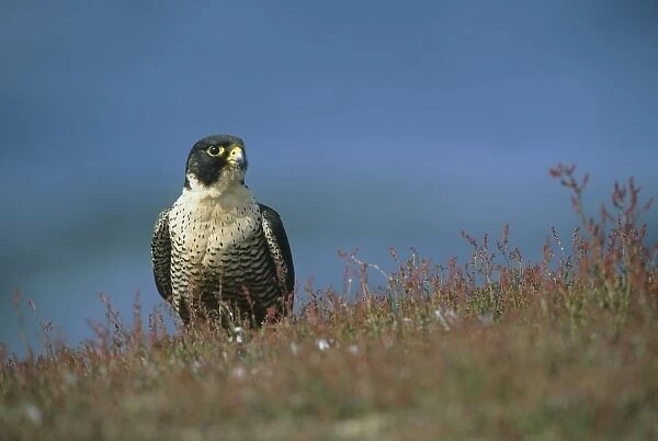 Peregrine Falcon, (Falco peregrinus cassini), Sea Lion Island, Falkland Islands