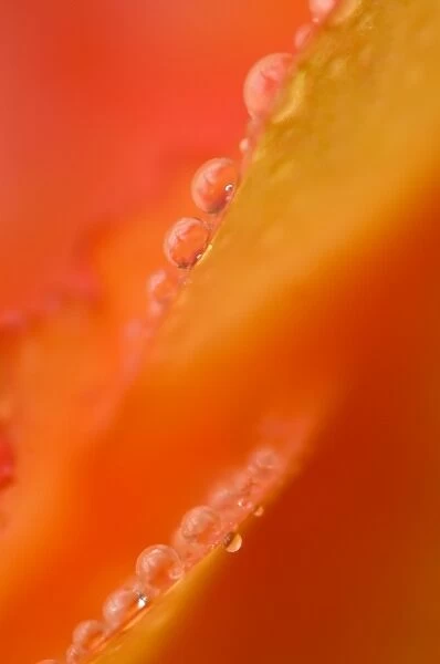 Petals with dew drops close-up