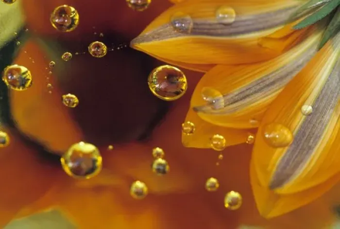 Framed Print : Petals on Mylar Reflective Surface with Drops Print