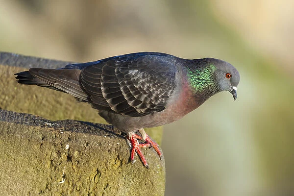 Pigeon perched on a stone wall