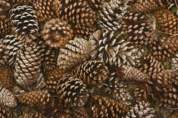 Pine cones on forest floor, Florida