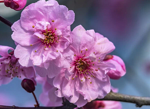 Pink peach flowering fruit tree, Bellevue, Washington State