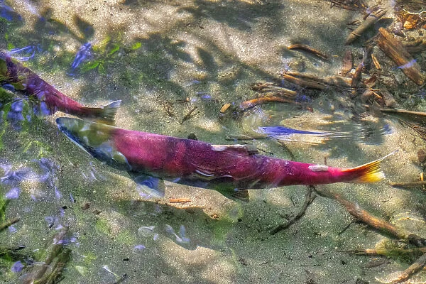 Pink Salmon, Juneau, Alaska, USA