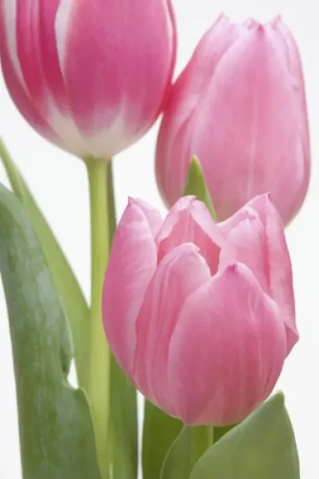 Framed Print : Pink Tulips Print Framed Print : Pink Tulips Print