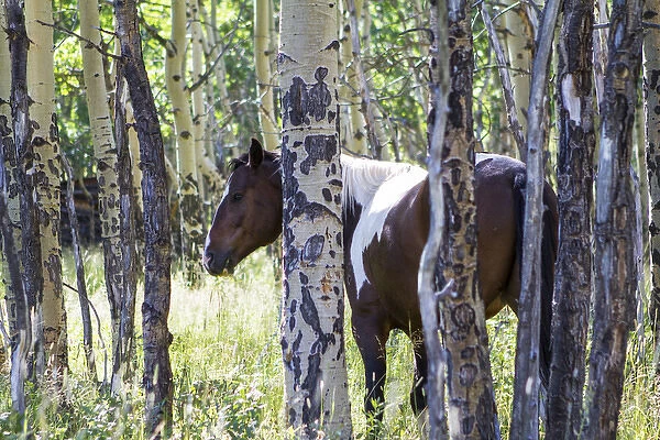 Pinto or paint horses in aspen trees