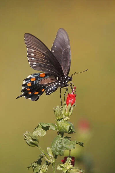 Pipevine Swallowtail nectaring at Turks cap flowers