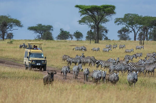 Plains zebras (Equus quagga), Seronera, Serengeti National Park, Tanzania