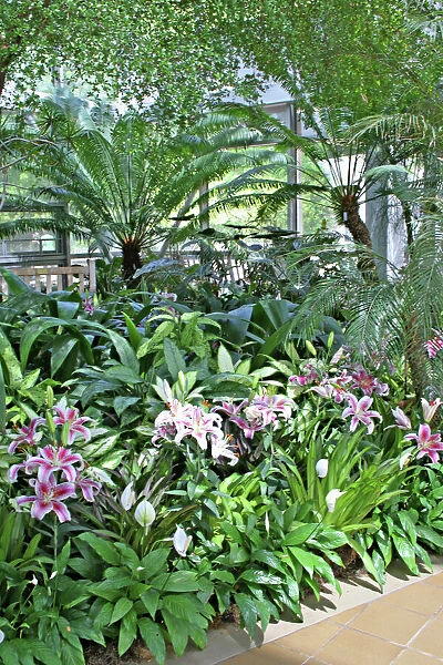 Plants inside conservatory at State Botanical Garden Athens Georgia
