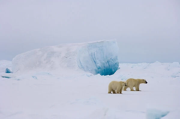 polar bear, Ursus maritimus, pair in rough ice on the frozen eastern Chuckchi Sea