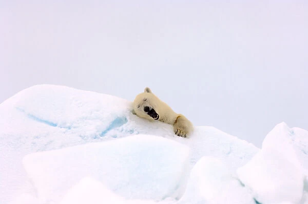 polar bear, Ursus maritimus, waking from a nap in rough ice, frozen eastern Chuckchi Sea