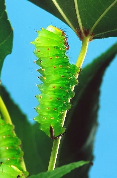 Polyphemus Moth Caterpillar, Antheraea polyphemus, Wide Spread US