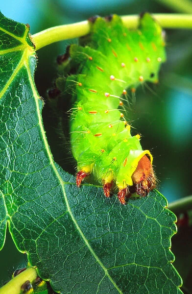 Polyphemus Moth Caterpillar Antheraea polyphemus Wide Spread US