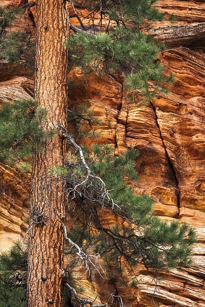 Ponderosa pine and sandstone wall, Zion National Park, Utah, USA
